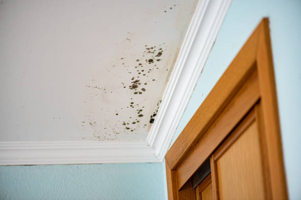 Best Attic Mold Remediation in Emerson, GA