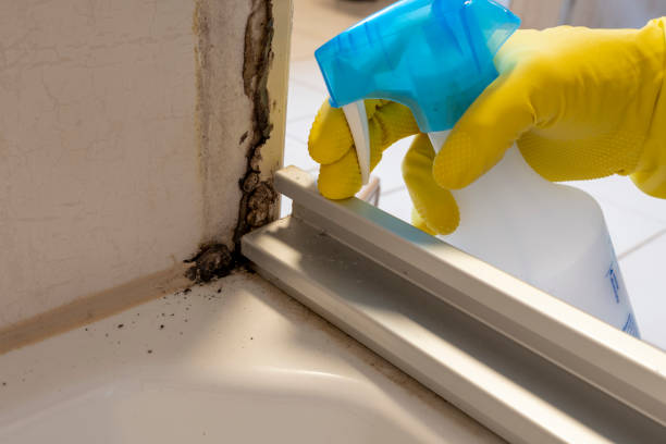 Best Post-Flood Mold Remediation in Emerson, GA